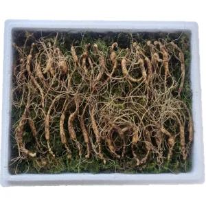 천생삼 산양산삼 씨삼 소삼 8-9년근 30뿌리 산삼 산양삼 장뇌삼