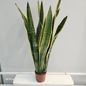 키가큰 롱롱 산세베리아 반려식물 공기정화식물 50-70cm 89