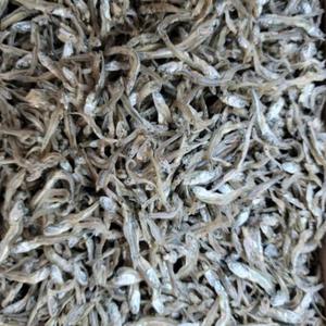 가이리멸치 상급 1.5kg 1개