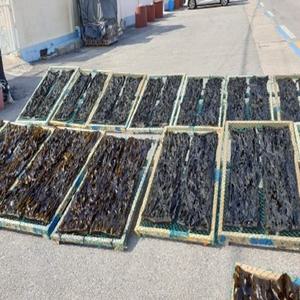 [웰빙미래]자연산 돌미역, 돌각미역, 초각중각 산모용 선물용 1올 대략170g 내외