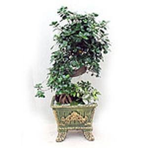 [MENPYZYX_52FE]가지마루분재 이사화분 기념선물