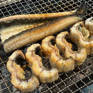 자포니카 국내산 고창 대왕 민물장어 1kg 손질 후 700g