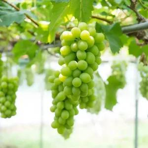 [충북농원] 샤인머스켓 포도나무 묘목 - R3~R4/분묘