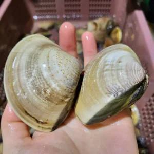 [오늘의바다] 참백합 1kg