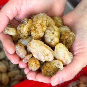 농가살리기 어부 당일조업 마산 오만둥이 (횟감용) 1kg