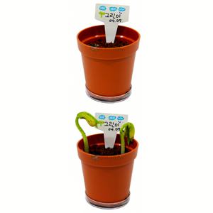 강낭콩의한살이학습 한해살이풀 강낭콩기르기키트 팻말형 1인용