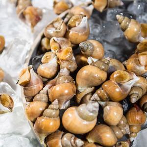 제철 살이통통한 포항 활 백고동 백골뱅이 (순살) 250g