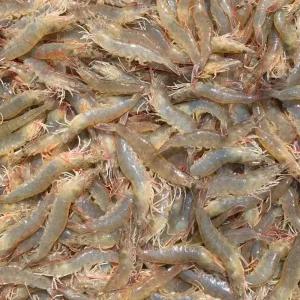 흰다리새우 생새우 회 활새우1kg