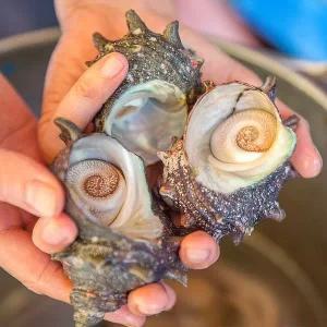 통영 산지직송 자연산 뿔소라 2kg (12-24미 내외)