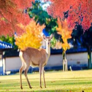 [공영홈쇼핑] 오사카교토나라 3일 특급노보텔+NO옵션+루프탑야경+3인실가능