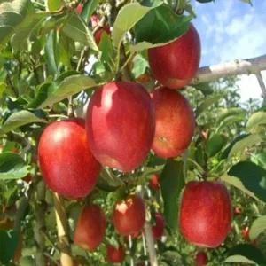 사과 부사 접목묘목 1주 조경수 묘목