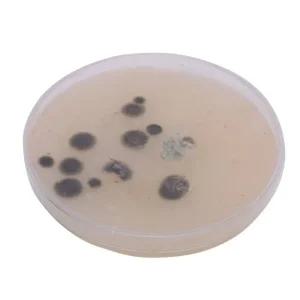 세균배양실험/키트/유아/과학/조립/만들기/세트/초등/어린이/교구/놀이/도구/체험/유치원