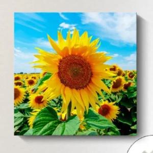 집들이 해바라기그림 캔버스 인테리어 집들이선물 해바라기 (WFJXC8Y)
