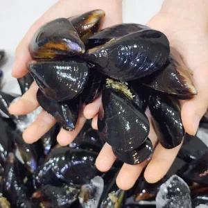 [하라네]남해안 제철 홍합 자연산 세척 생홍합 다듬이 2kg