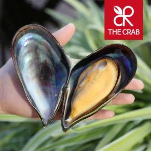 제철 자연산 섭 홍합 담치 1kg 홍합탕