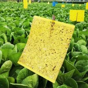 초파리 트랩 날파리 하루살이 20x25cm_23492855