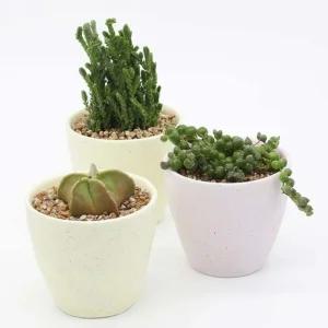 인테리어 반려식물 다육이 분갈이 파스텔 도자기 화분키트 미니 키우기쉬운 키우기 집에서키우기쉬운 고급