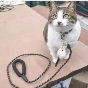 개산책줄 산책줄 반려견산책줄 애견리드줄 개줄 (49bEP)