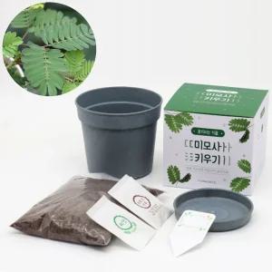 우드팟 미모사 씨앗 배양토 비료 세트실내식물 베란다 사무실 키우기 미니화분 거실화분