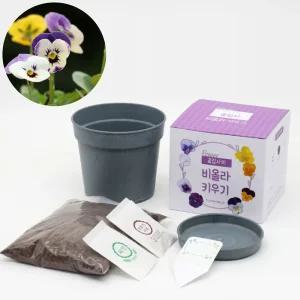 우드팟 비올라 씨앗 흙 완효성비료 세트인테리어식물 실내화분 미니 사무실 소형 키우기쉬운 집들이선물 거