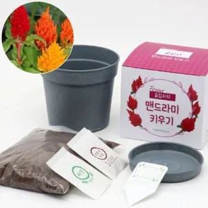 우드팟 맨드라미 씨앗 흙 완효성비료 세트식물인테리어 화분 거실 실내 키우기 재배기 원예용품 홈가드닝