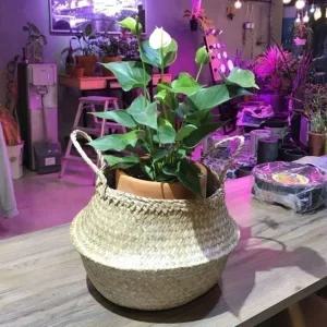 화분바구니-2중 비닐 왕골 커버 (소형) 25x26cm식물 꽃화분 키우기 인테리어 실내 취미생활 실내용 정원용