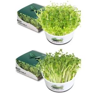 청경채 브로콜리 새싹 재배 채소 기르기 DIY 원예 용품