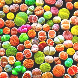 리톱스 믹스씨앗(100립)-고급280여종혼합 다육이 베스트 리톱스씨앗 키워보세요^0^