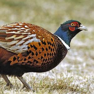 (부화용유정란/꿩알) - 꿩 유정란 (30개) / 부화용계랸.부화기에 넣고 부화시켜보세요