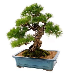 해송2호 zp1 분재 개업화분 소나무 개원 진급 이전