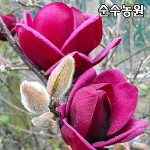 신품종목련 나무 묘목, 사계적목련 제니 접목1년 뿌리묘(특) 1개/꽃나무