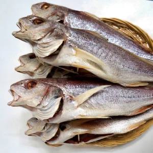 속초 중앙시장 맛집 반건조 민어 36cm 3마리