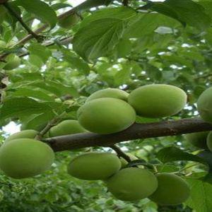 매실나무 묘목 청매실 홍매실 왕매실 접목1년생