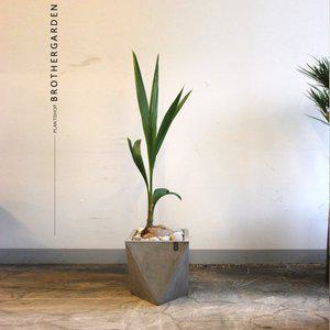 [브라더가든]코코넛야자[집에서키우기쉬운식물/화분선물]