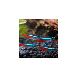 미미네아쿠아 물고기 네온 테트라 10마리