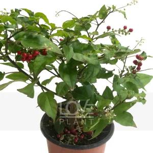 리비나후밀리스 야생화 공기정화식물 희귀 식물 키우기 인테리어 화분