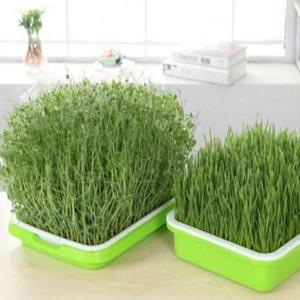 [XBG262O9]모종트레이 새싹 식물 콩나물 키우기 모판