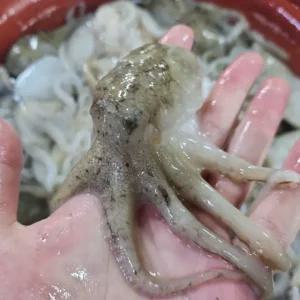 국내산 제철 활 쭈꾸미 주꾸미 1kg 샤브샤브