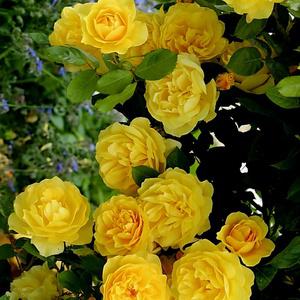 목향장미 묘목 15cm화분 겹노랑장미 노란덩쿨장미 민찔레 노랑찔레장