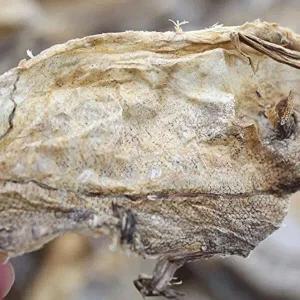 [셀러허브 패션][JHQSWYRR_52EO]명태껍질 황태껍질 1kg 대용량 5봉 VB GWM