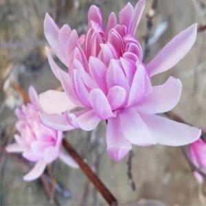 별목련나무(국화목련)성목R2CM(개화주)조경수/정원수/묘목/A0657