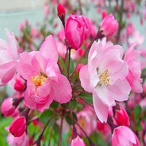 수사해당화나무/성목R2CM_(개화주)/조경수/정원수/묘목/A0693