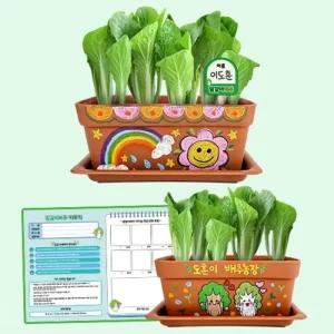 나만의 채소밭 만들기 얼갈이배추 관찰 기록지 포함/식물/키우기/채소/학습/교구/자연/과학/교재/키트/실험