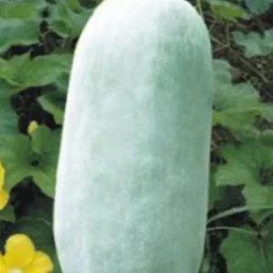 종묘사 장형 동아 식용박 나물박 채소 씨 씨앗 종자 10립