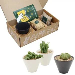 블랙 앤 화이트 도자기화분 다육식물 세트 키우기쉬운식물