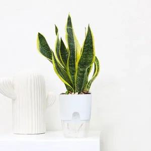 저면관수화분 자동 급수 미니 화분 인테리어화분