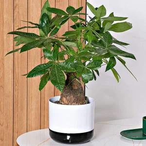 물받이 화분받침 일체형 원형 다육이 토마토화분 인테리어화분