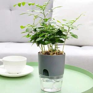 자동급수 화분 미니 책상용 저면관수 인테리어화분