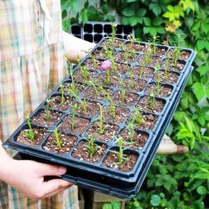 씨앗키우기 트레이 모종판 모종 32구