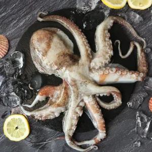 [산지직송] 자연산 여수 활 돌문어 1kg